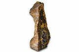 Freestanding Polished Petrified Shrinkwood - Parker, Colorado #378000-1